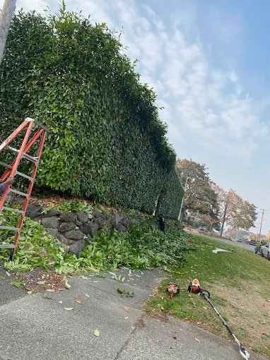 Full Yard Cleanup