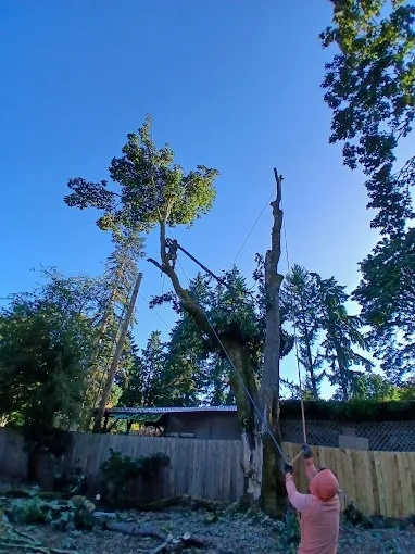 Crew member limbing a tall tree with a pole saw